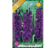 Gladiolus - Purple Flora