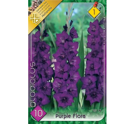 Gladiolus - Purple Flora