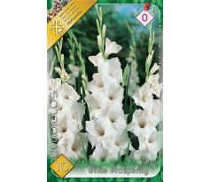 Gladiolus - White Prosperity