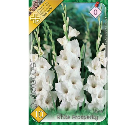 Gladiolus - White Prosperity