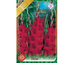 Gladiolus - Oscar