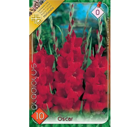 Gladiolus - Oscar