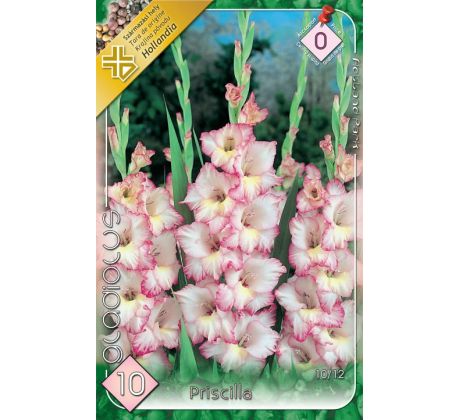 Gladiolus - Priscilla