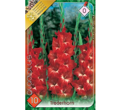 Gladiolus - Traderhorn