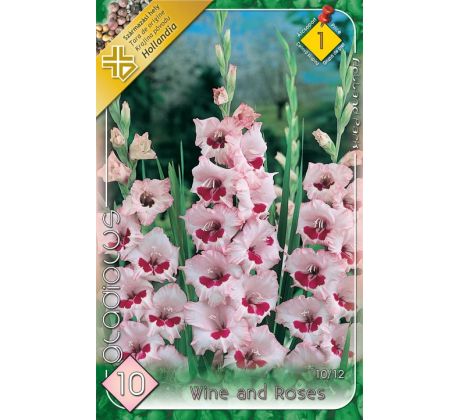 Gladiolus - Wine and Roses