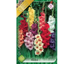 Gladiolus - mixed