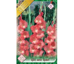 Gladiolus - Spic and Span