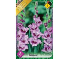 Gladiolus - Passos