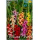 Gladiolus Butterfly - Mixed