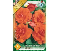 Begonia double large - Copper