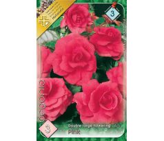 Begonia double large - Pink