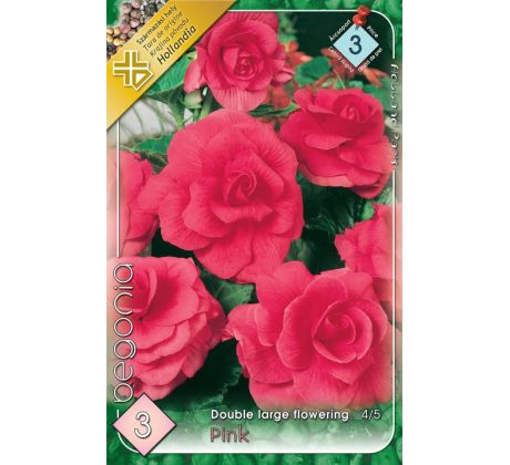 Begonia double large - Pink