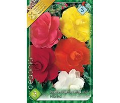 Begonia double large - Mixed