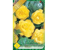 Begonia double large - Yellow