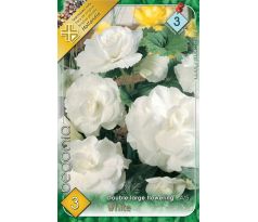 Begonia double large - White