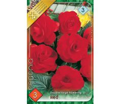 Begonia double large - Red