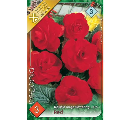 Begonia double large - Red