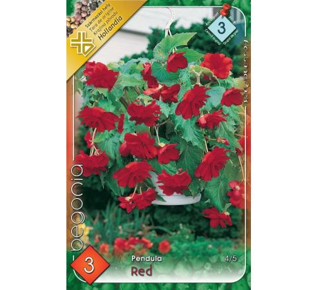 Begonia pendula - Pendula red