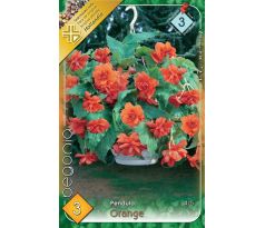 Begonia pendula - Pendula orange