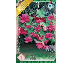 Begonia pendula - Pendula pink