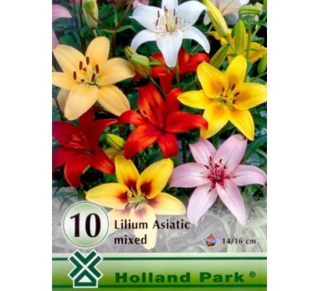 Lilium asiatic - mixed 10 ks