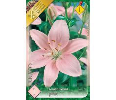 Lilium asiatic -  pink