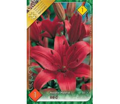 Lilium asiatic -  red