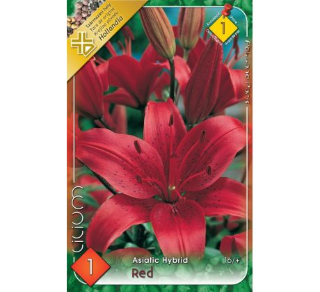 Lilium asiatic -  red