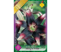 Lilium - Netty´s Pride