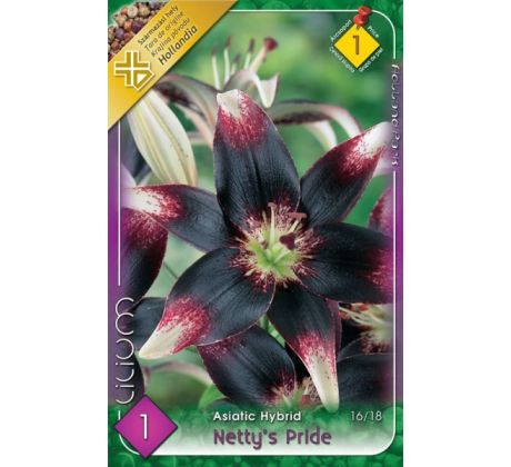 Lilium - Netty´s Pride