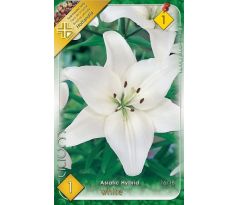 Lilium asiatic - white