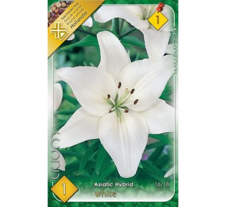 Lilium asiatic - white