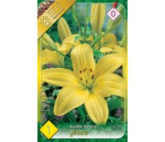 Lilium asiatic - yellow