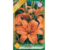 Lilium asiatic - orange