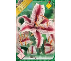 Lilium - Dizy