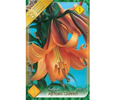 Lilium - African Queen