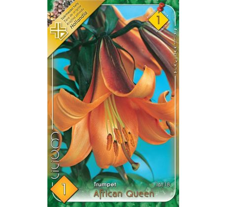 Lilium - African Queen