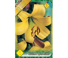 Lilium - Golden Splendour