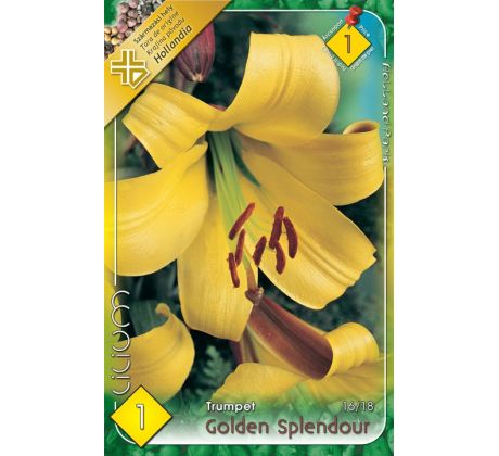 Lilium - Golden Splendour