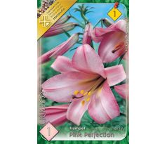 Lilium - Pink Perfection