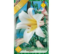 Lilium - Regale