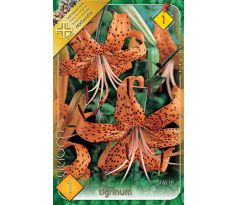 Lilium - tigrinum