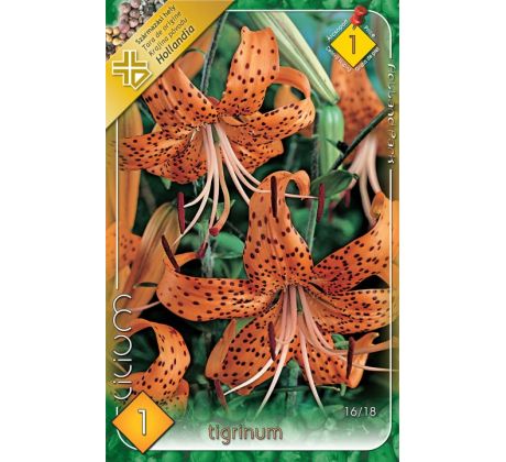 Lilium - tigrinum