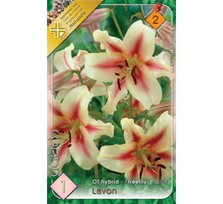 Lilium - Lavon obria ľalia