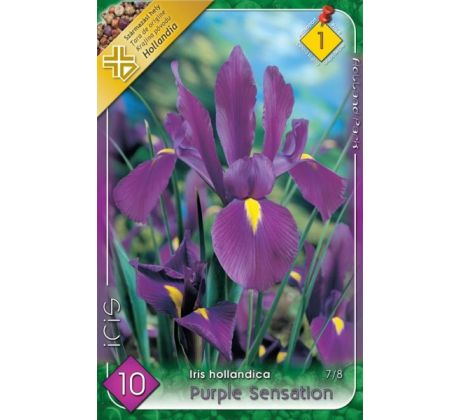 Iris - Purple Sensation