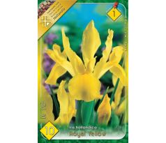 Iris - Royal Yellow