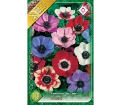 Anemone de Caen - mixed