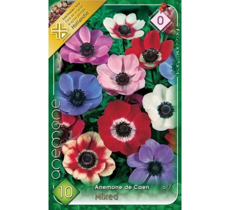 Anemone de Caen - mixed