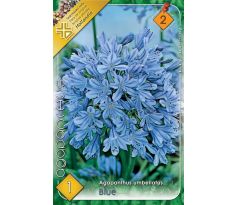 Agapanthus blue