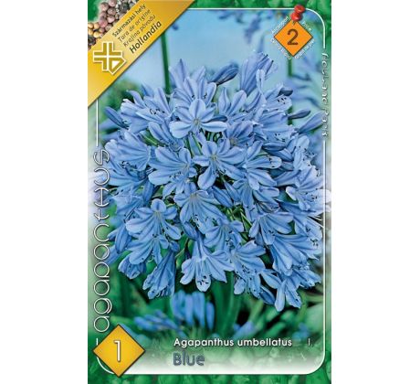 Agapanthus blue